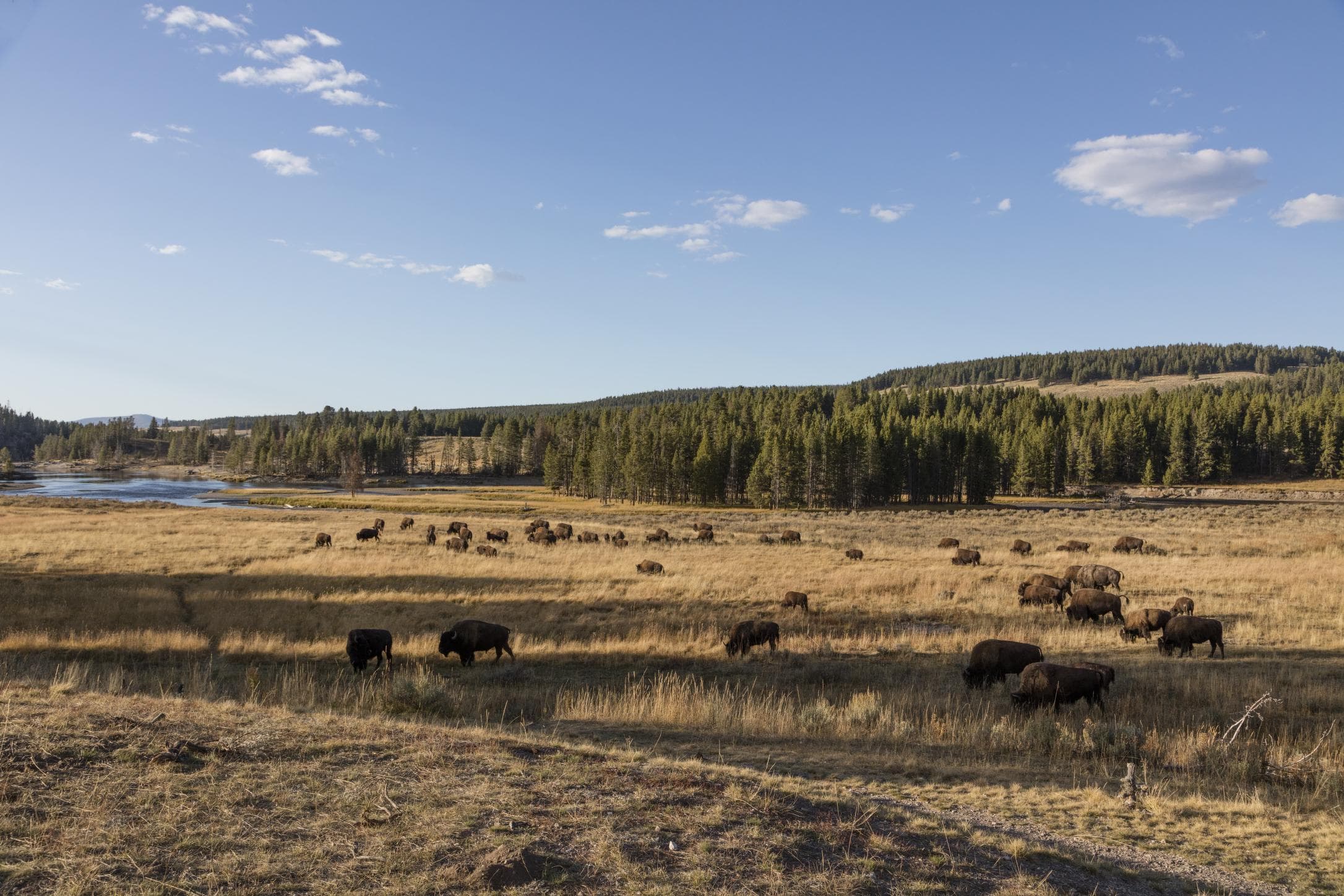 A herd grazes beneath the vast sky of northwestern Wyoming.